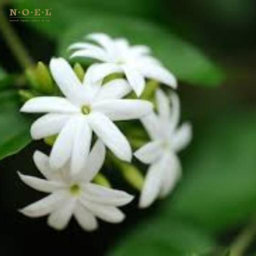 Jasmine Grand Absolute 10% Dilution EGYPT - image 2