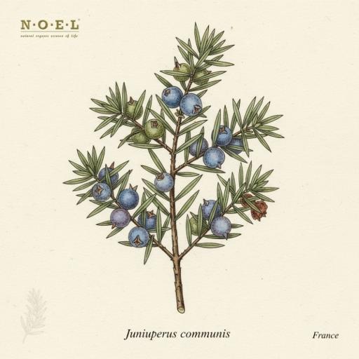 Juniper Berry Hydrosol (Organic) FRANCE - image 1