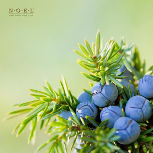 Juniper Berry Hydrosol (Organic) FRANCE - image 2
