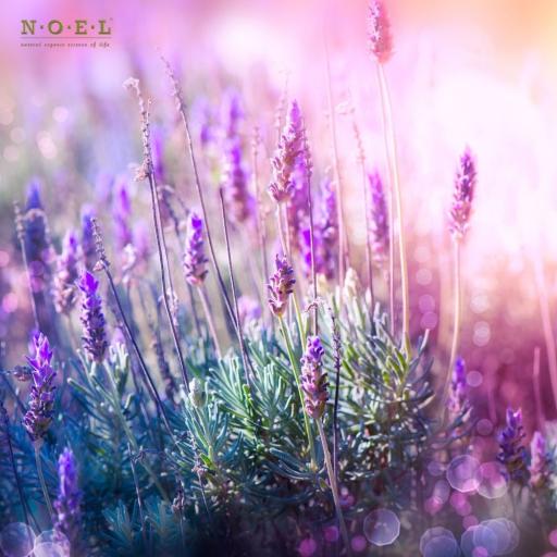 Lavender Essential Oil (Wild) FRANCE - image 2