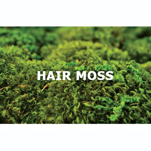 Hair Moss - image 1