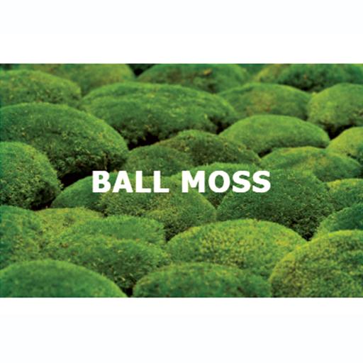 Ball Moss - image 1