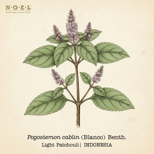 Patchouli, Light Essential Oil INDONESIA - image 1