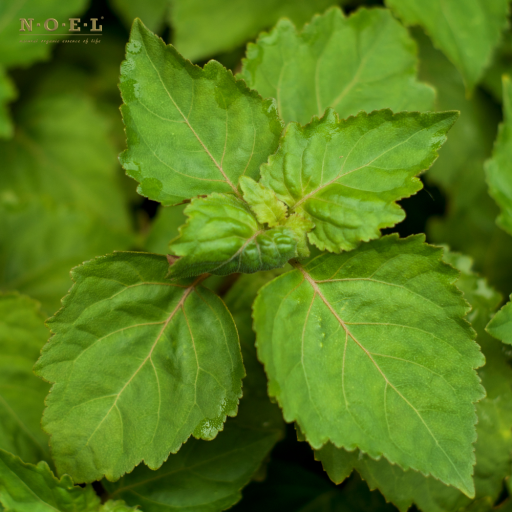 Patchouli, Light Essential Oil INDONESIA - image 2