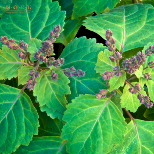 Patchouli Essential Oil (Organic) MADAGASCAR - image 2