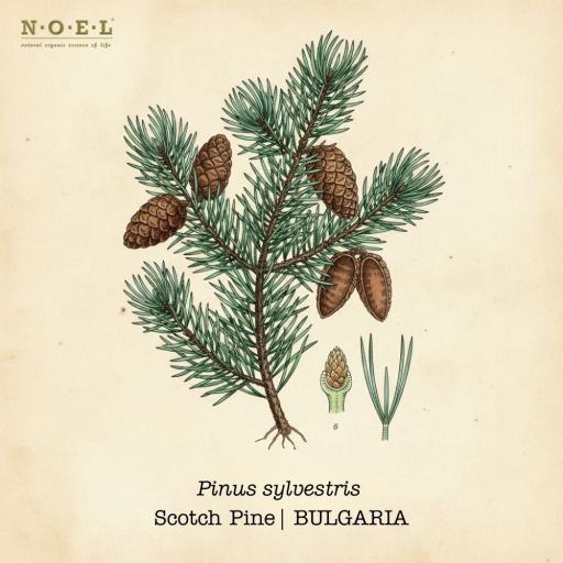 Pine, Scotch Essential Oil (Organic) BULGARIA - image 1
