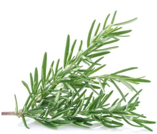 ByOrgMeans Rosemary Essential Oil Organic 10ml - image 2