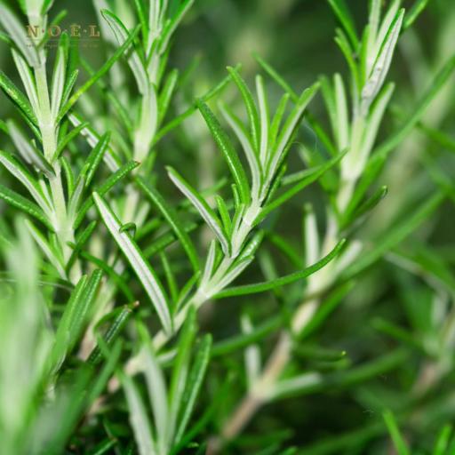 Rosemary Verbenone Hydrosol (Organic) FRANCE - image 2