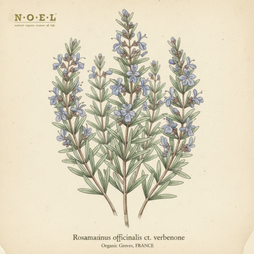 Rosemary Verbenone Hydrosol (Organic) FRANCE - image 1
