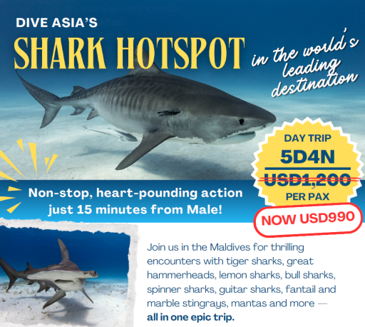 Maldives Shark Hotspot - 5D4N - image 1