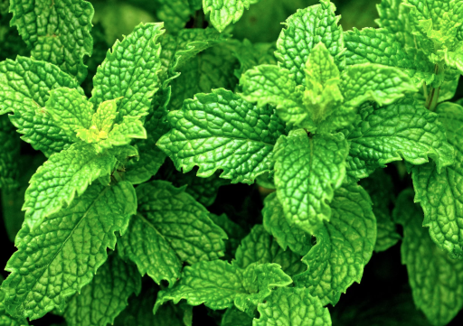 ByOrgMeans Peppermint Essential Oil Organic 10ml - image 2