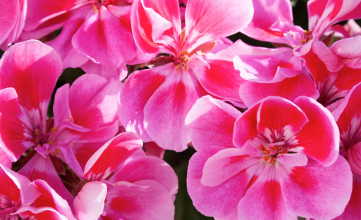 ByOrgMeans Geranium Essential Oil Organic 10ml - image 3