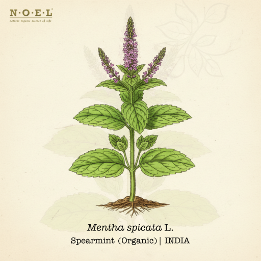 Spearmint Essential Oil (Organic) INDIA - image 1