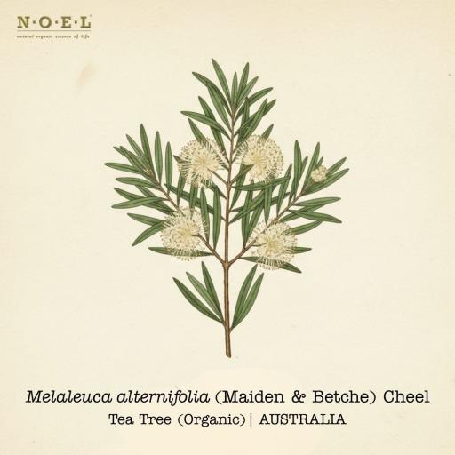 Tea Tree Essential Oil (Organic) AUSTRALIA - image 1