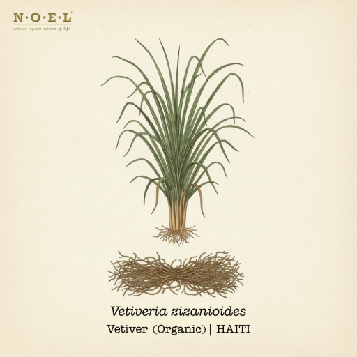 Vetiver Essential Oil (Organic) HAITI - image 1