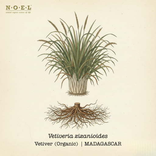 Vetiver Essential Oil (Organic) MADAGASCAR - image 1
