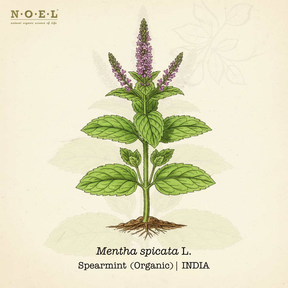 Spearmint Essential Oil (Organic) INDIA