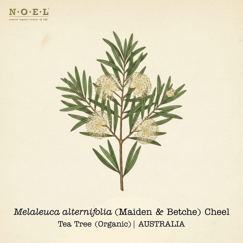 Tea Tree Essential Oil (Organic) AUSTRALIA