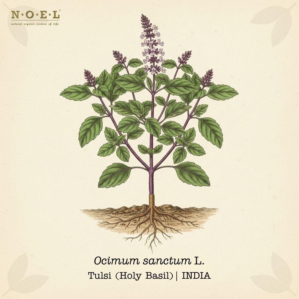 Tulsi (Holy Basil) Essential Oil INDIA