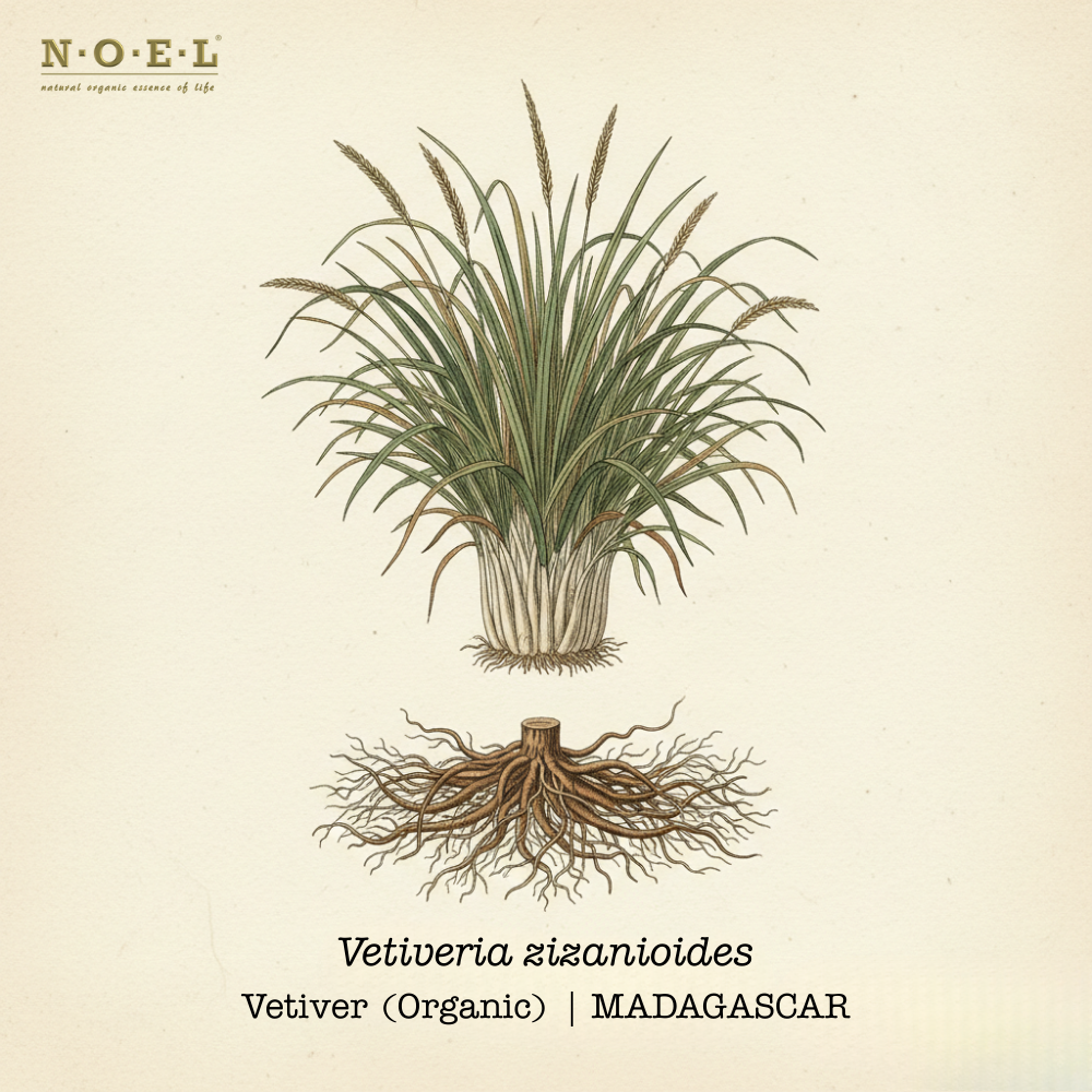 Vetiver Essential Oil (Organic) MADAGASCAR