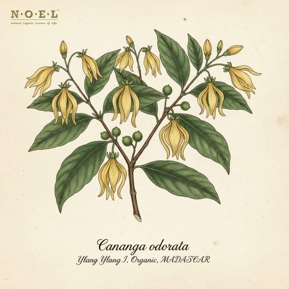 Ylang Ylang I Essential Oil (Organic) MADAGASCAR